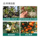 Guoguangshenghe 20% Naphthalene Acetic Acid Rooting Powder Powerful Plant Tree Large Tree Cutting Root Transplanting Rooting Agent Liquid Pesticide 5g