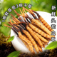 Luzhangtang 2025 frisches Cordyceps sinensis Cordyceps SF Express kaltes Ketten Direktes Haar ausgewähltes frisches Gras, jeweils tibetischer frischer Cordyceps 0,9 Gramm, 30 Stücke