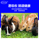Zhengzhou Kangdi 4% Rabbit Premix Puppy Rabbit Breeds Fast-growing Meat and Bone Meat Rabbit Rex Rabbit Belgian New Zealand Rabbit Female Rabbit (Reproduction Period)