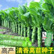 Four seasons lettuce seeds, green skin, green flesh, fragrant lettuce seeds, heat-resistant and cold-resistant, spring, autumn and winter green lettuce seeds, fast growing and delicious, one package of carefully selected grains, about 1010 grains, viable