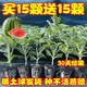Watermelon seedlings grafted 8424 Extra Sweet Kirin Super Sweet Seedless Midu Watermelon Seedlings Potted Planting Watermelon Seedlings 2K Buy 5+5 (Real Harvest 10) + Fertilizer
