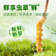 源江草【2025年鲜虫草】新鲜冬虫夏草 大号断虫草20克 源头直发冷运包邮