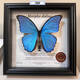 昆虫谷 大蓝闪蝶 蝴蝶标本相框蝴蝶艺术框真蝴蝶朋友节日礼物收藏 1484号