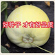 Bingtang Tianbao melon seeds are sown in spring and autumn, sweet and thick-meat for all seasons. Bingtang Tianbao melon seeds Nk89#Newcomer experience, about 52 capsules