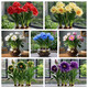 Strong fragrance hydroponic orchid ball potted plant is easy to grow indoors and outdoors in all seasons. Cold-tolerant hot water culture flowers can be planted in red. Mosquito-repellent four-season flower. 5 balls are preferred. Flowers burst into pots.
