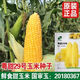 Sweet and crispy fruit corn big sticks, early maturing, fragrant and super sweet corn, eaten raw in the field for all seasons, high quality fruit corn seeds, newly planted in season - 3 packs, about 153 seeds