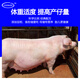 Zhengzhou Kangdi 8% lactating sow premix lactating sow feed feed pregnant sow premix replacement sow pregnant sow (breeding - 85 days of pregnancy)