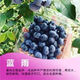 Two harvests, four-season blueberry seedlings potted for ground planting, fruit tree seedlings in the south and north, indoor potted plants, Blue Rain, high yield in two seasons, one-year seedlings, one package shipped with soil