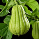 Shop Chayote Early Maturing Extra Large Chayote Vegetable Climbing High Yield Disease Resistant Perennial Melon Affordable Price High Yield Good - 40 Count - Net Seeds Chayote Seeds