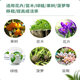 Senhuo Haobili 5% naphthalene acetic acid rooting agent garden tree transplanting watering rooting liquid camphor ligustrum seed control results