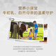 Tongcheng Beijian Beef ColoStrum Pulver 60 Beutel Immunglobulin für Kinder und Erwachsene zur Verbesserung des Immunitäts -Rindfleisch -Kolostrumpulver 60 Beutel Rindfleisch Colostrum Pulver 60 Beutel