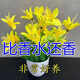 Ten Miles of Fragrance Lazy New Product Fragrance Jade Bulb Flower Potted Flowers All Seasons Blooming Large Flower Collection Cold-resistant New Variety Flame Color Cold-resistant and Drought-resistant Selection of 8 pieces Blooms in 30 days + Fertilizer