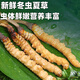 正品2025头期草新鲜冬虫夏草头茬虫草0.8克/根鲜虫草顺丰冷链发货 西藏鲜草每根0.5克30条送2条