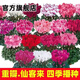 8645 people praised Double Cyclamen Seeds Cyclamen Seeds New Year's Eve Flower Plants for Balcony Indoor and Outdoor Pots Cyclamen Seeds All Colors Mixed Version Two Packs of Seeds 276 + Fertilizer