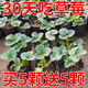 Qizhe strawberry seedlings, cream red strawberry seedlings, four-season greenhouse planting of sweet treasure strawberry seedlings, bare roots, new seedlings, strawberry seeds, 100 capsules