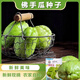 Shop Chayote Early Maturing Extra Large Chayote Vegetable Climbing High Yield Disease Resistant Perennial Melon Affordable Price High Yield Good - 40 Count - Net Seeds Chayote Seeds