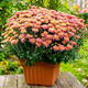 Thousand-headed Chrysanthemum Four Seasons Chrysanthemum Seeds Double-petaled Chrysanthemum Seeds Balcony Garden Potted Easy-to-Live Flower Seeds No. 1 Thousand-headed Chrysanthemum Seeds 10 Color Mixes SF Seasonal New Seeds Two Packs About 602 Capsules