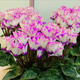 8645 people praised Double Cyclamen Seeds Cyclamen Seeds New Year's Eve Flower Plants for Balcony Indoor and Outdoor Pots Cyclamen Seeds All Colors Mixed Version Two Packs of Seeds 276 + Fertilizer