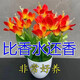 Ten Miles of Fragrance Lazy New Product Fragrance Jade Bulb Flower Potted Flowers All Seasons Blooming Large Flower Collection Cold-resistant New Variety Flame Color Cold-resistant and Drought-resistant Selection of 8 pieces Blooms in 30 days + Fertilizer