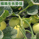 Bingtang Tianbao melon seeds are sown in spring and autumn, sweet and thick-meat for all seasons. Bingtang Tianbao melon seeds Nk89#Newcomer experience, about 52 capsules