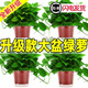 Pothos potted indoor plants for new homes, formaldehyde removal, air purification, hydroponic green plant flowers, long vines, pothos 120# original pots, automatic water absorption, 4 pots + 2 bags of fertilizer