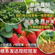 Qizhe strawberry seedlings, cream red strawberry seedlings, four-season greenhouse planting of sweet treasure strawberry seedlings, bare roots, new seedlings, strawberry seeds, 100 capsules