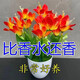 Ten Miles of Fragrance Lazy New Product Fragrance Jade Bulb Flower Potted Flowers All Seasons Blooming Large Flower Collection Cold-resistant New Variety Flame Color Cold-resistant and Drought-resistant Selection of 8 pieces Blooms in 30 days + Fertilizer
