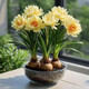Strong fragrance hydroponic orchid ball potted plant is easy to grow indoors and outdoors in all seasons. Cold-tolerant hot water culture flowers can be planted in red. Mosquito-repellent four-season flower. 5 balls are preferred. Flowers burst into pots.