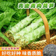 Four seasons lettuce seeds, green skin, green flesh, fragrant lettuce seeds, heat-resistant and cold-resistant, spring, autumn and winter green lettuce seeds, fast growing and delicious, one package of carefully selected grains, about 1010 grains, viable