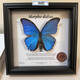 昆虫谷 大蓝闪蝶 蝴蝶标本相框蝴蝶艺术框真蝴蝶朋友节日礼物收藏 1484号