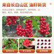 Beijing Tongrentang Sf Express Schisandra Chinensis Medicina de hierbas chinas 500G Nuevo producto Norte de Schisandra Chinensis Wolfberry Té Schisandra Chinensis Polvo 250G Schisandra Chinensis 500G
