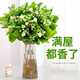 Jingyouyu jasmine hydroponic plant potted plants in the office desktop are good for growing flowers, green plants, water-raised flowers, mosquito repellent Jiuli Xiang, jasmine 6-year-old seedlings, 10 pieces, with flowers during the flowering period