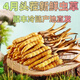 Cordyceps frais Sinensis Verrouillage sous vide Emballage frais Sf Express Chaîne froide Origine droite Sélection de cheveux Big Gras