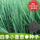 Four-season chive seeds, green onion seeds, balcony indoor potted onion seeds, cold-resistant vegetable seeds, home vegetable seeds, four-season chive seeds, about 200 pieces, brand original color pack
