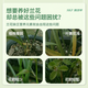 Shikofeng orchid multi-arrow special fertilizer promotes germination, budding and flowering nutrient solution to promote flowering fertilizer spray without dilution for rooting