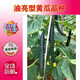 Green-fleshed, sweet, crispy melons with many cucumber seeds, shiny, straight, short-handled, densely thorned, high-yielding, disease-resistant, spring and autumn sowing cucumber seeds, Jinshun A6 original 500 grains per bag