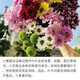 Colorful daisies, fresh cut flowers, multi-headed flowers, vase water, long flowering period, Chinese Valentine's Day gift, random mixed color daisies, 50CM, 20 branches