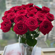 Rose Flower Shop's Same Style Gansu Rose Northwest Flower Soilless Cultivation Easy to Flowering Period Long Chinese Valentine's Day Gift Naomi Single-headed Rose 20 Branches