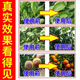 Orange tree leaf curl disease, citrus greening disease, special yellow leaf withering, flower and fruit preserving medicine, insect pest control foliar fertilizer, one bottle