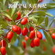 Yangzhenyuan Ningxia special wolfberry 500g, rich in polysaccharides, suitable for chewing and soaking in water. 100g wolfberry * 1 bag (the cost is the shipping cost, recommended 500g)