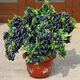 Two harvests, four-season blueberry seedlings potted for ground planting, fruit tree seedlings in the south and north, indoor potted plants, Blue Rain, high yield in two seasons, one-year seedlings, one package shipped with soil