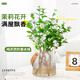 Jingyouyu jasmine hydroponic plant potted plants in the office desktop are good for growing flowers, green plants, water-raised flowers, mosquito repellent Jiuli Xiang, jasmine 6-year-old seedlings, 10 pieces, with flowers during the flowering period