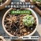 Deli Nutrient Soil Universal Flower Soil Succulent Orchid Soil Peat Soil Planting Soil Flower Vegetable Potting Soil 15L