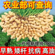 Peanut Seeds Academy of Agricultural Sciences Shelled Huayu No. 25 peanut seeds new variety self-seeding Thin-shell peanut seeds can be saved 100% original peanuts 3Jin Jin equals 0.5 kg 1500g