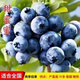 Two harvests, four-season blueberry seedlings potted for ground planting, fruit tree seedlings in the south and north, indoor potted plants, Blue Rain, high yield in two seasons, one-year seedlings, one package shipped with soil