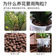 Siweibo ceramsite bottom for flower cultivation, special succulent nutrient soil flower pot flower backfill fish tank hydroponics paving volcanic stone particles gardening ceramsite 2 liters (large particles 16-23mm)