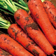 Nine-inch three-red carrots, summer and autumn heat-resistant and cold-resistant fruits and vegetables, radish, crispy and sweet for all seasons, garden carrots for all seasons, nine-inch carrot seeds, new varieties, high-quality varieties, 1 pack of about 1066 seeds