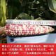 National Approval Super Sweet Colorful Waxy Corn Seeds Flowery Waxy Corn Seeds Colorful Cloud Sweet Waxy Corn Farmers High Yield National Approval Colorful Waxy Corn Seeds 5 packs about 251 grains