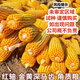 East Asia small steel gun Dongdan 1331 corn seed original first generation hybrid corn seed storage corn seed 1 bag/Dongdan 816-about 6000 grains per bag