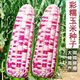 National Approval Super Sweet Colorful Waxy Corn Seeds Flowery Waxy Corn Seeds Colorful Cloud Sweet Waxy Corn Farmers High Yield National Approval Colorful Waxy Corn Seeds 5 packs about 251 grains